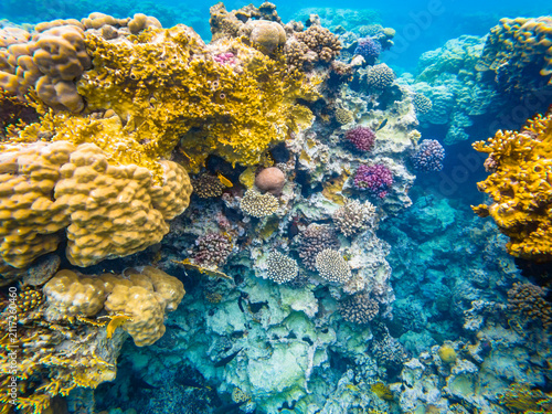 Colorful corals in the Red Sea, Egypt