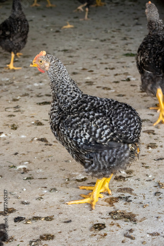 Barred chicken standing in farmyard