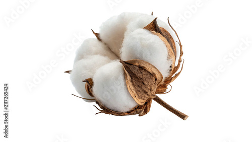 Single fluffy white dry cotton flower bud isolated on transparent background