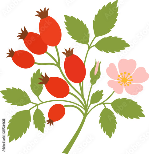 Wild rosehip branch with ripe red berries and green leaves. For autumn designs, botanical collections, herbal products, natural medicine, food packaging, organic branding.