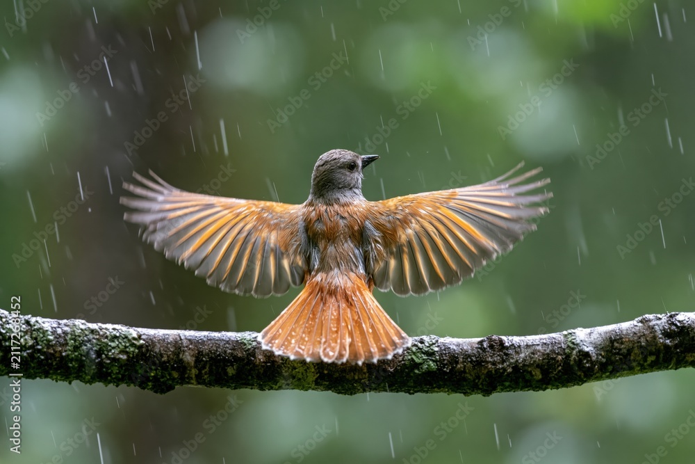 Fototapeta premium The Hummingbird Spreading Wings in Rain on a Mossy Branch