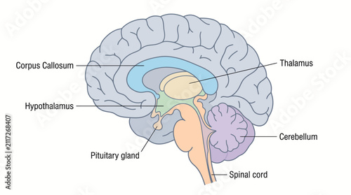 Detailed anatomical diagram of the human brain showing sagittal view structures including the thalamus cerebellum and corpus callosum
