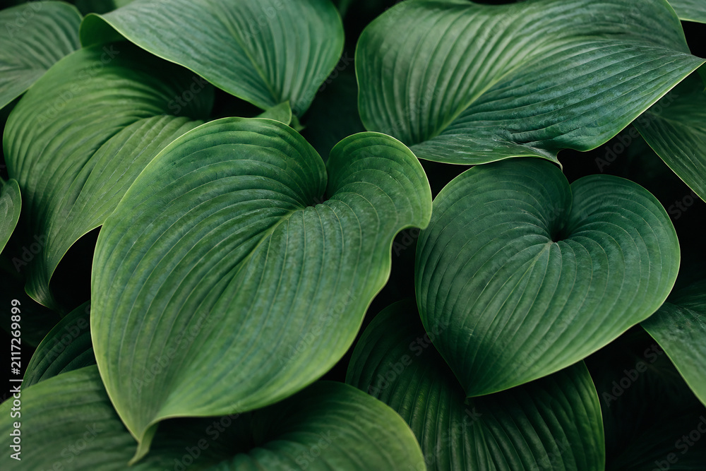 Obraz premium Lush green leaves of a plant fill the frame against a dark background.