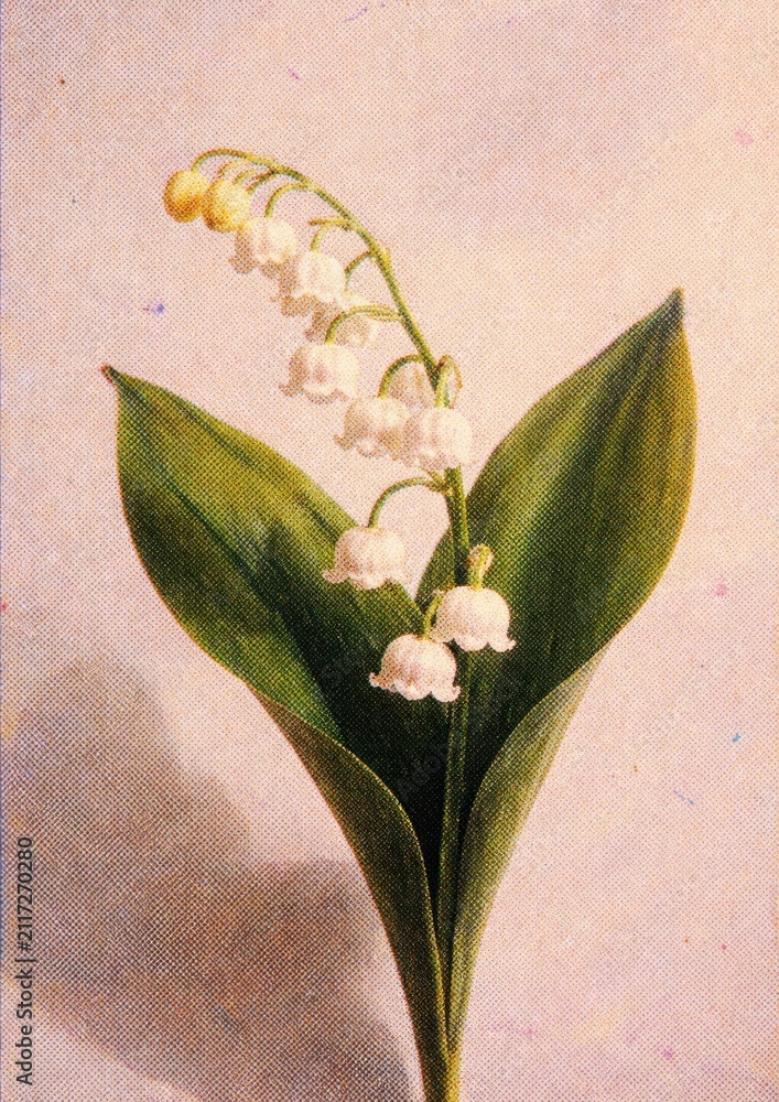 Obraz premium Elegant lily-of-the-valley illustration