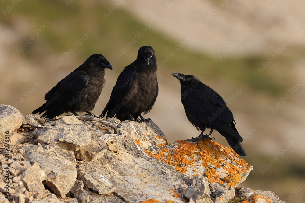 Fototapeta premium Young common ravens perched on the rugged cliffs of Cape Saint George, Newfoundland