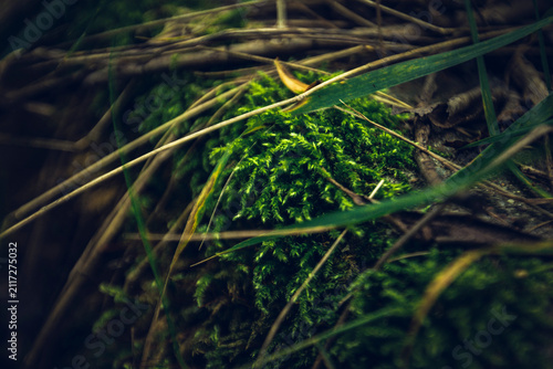 rich green moss on granite stone