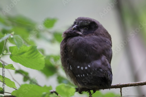 Canvastavla Juvenile boreal owl sitting on a tree branch in the Swabian Alb Germany
