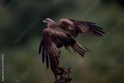 Fotografía Schwarzmilan, Schwarzer Milan // Black kite (Milvus migrans) - Nationalpark Monf