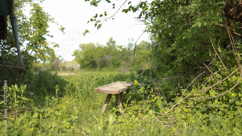 Obraz na płótnie Rustic wooden bench placed on green grass in lush sunny garden surrounded by foliage