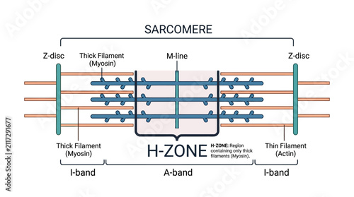 Foto Sarcomere Structure Scientific Infographic