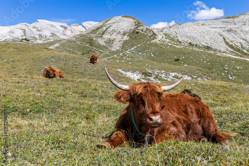 фотографія Offset at lower right, a red Highland cow reclines as three cattle recede toward pale Dolomite ridges in Italy