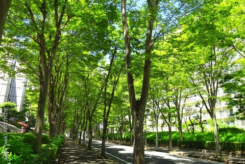 首都圏のベッドタウンの真夏の欅通り風景