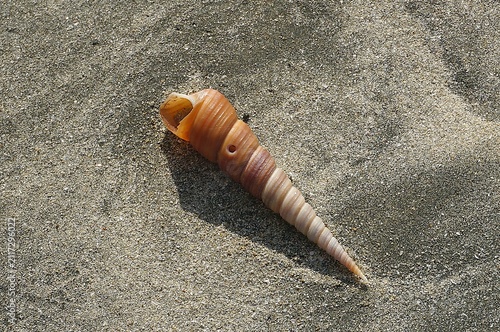 shell on the sand