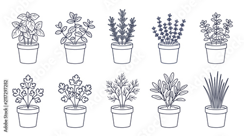 Potted culinary herbs vector icon set with basil parsley rosemary line art