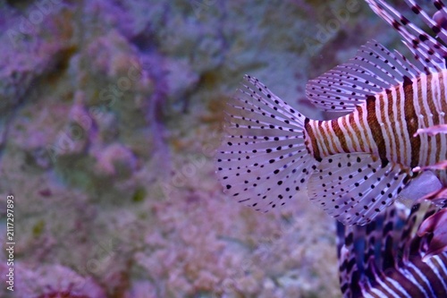 Photography Extreme macro close-up of a Red Lionfish (Pterois volitans) tail and dorsal fin displaying translucent dotted patterns and zebra stripes