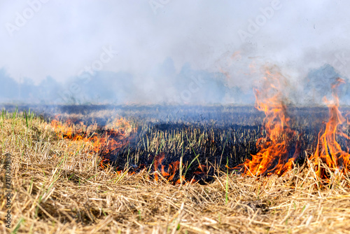 Rice straw burning in post harvest fields to prepare farmland, Thick smoke and air pollution, Grassland fire with intense flames and smoke, Climate rural landscape burning, illustrating wildfire risk