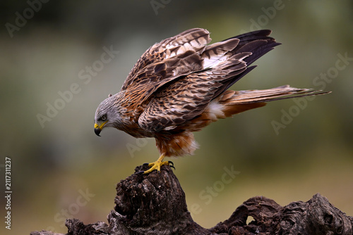 Canvastavla Rotmilan, Roter Milan // Red Kite (Milvus milvus) - Nationalpark Monfragüe, Extr