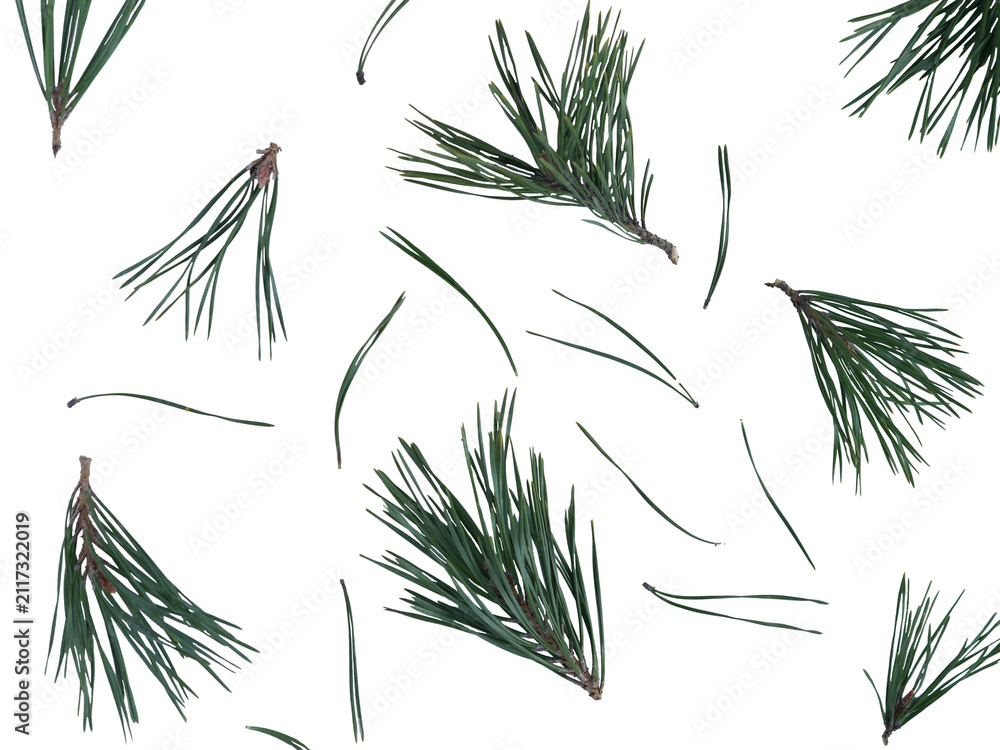 Obraz premium Pine Branches and Needles Pattern Isolated on Transparent Background