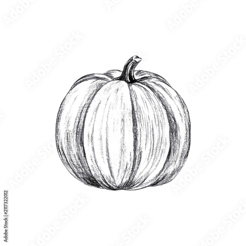 Whole autumn pumpkin vegetable with stem. Hand drawn black charcoal farm organic food illustration isolated on. Realistic detailed monochrome drawing for harvest thanksgiving decor