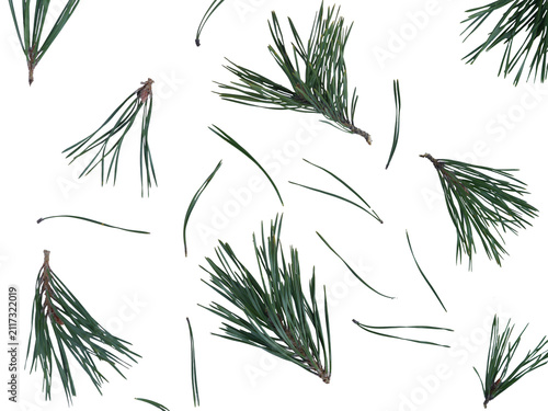 Pine Branches and Needles  Pattern Isolated on Transparent Background