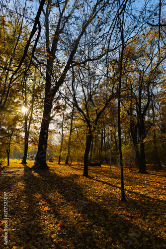 sun shining through trees in autumn park, golden light breaking through maple branches at sunset, fallen leaves and long shadows with bench and lantern, concept of city recreation, tourism, ecology. 