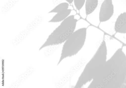 Natural light casts shadows from the laurel branches on a white background. Mockup