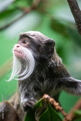 Emperor Tamarin	

