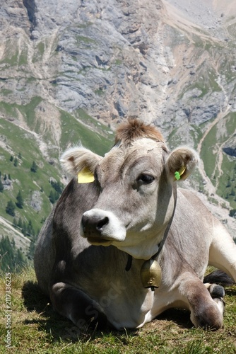 Alpine cow with bell resting in a mountain pasture