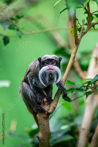 Emperor Tamarin	
