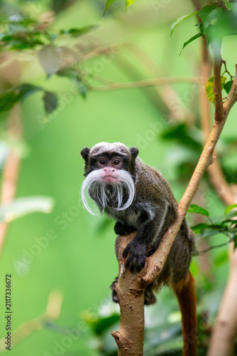 Emperor Tamarin	
