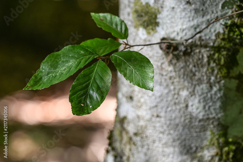 фотографія Bois Foret nature arbre
