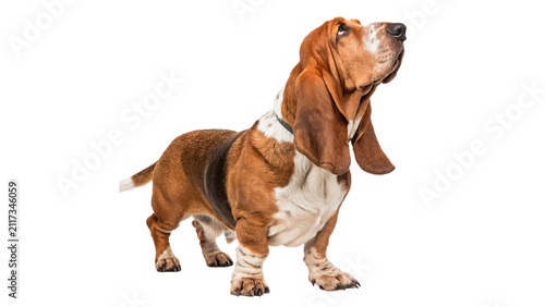 Konstfotografi Purebred basset hound dog sitting alert sideways isolated on transparent backgro