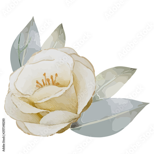 Cream camellia is being shown in watercolor with gold stamens and blue-gray leaves, transparent