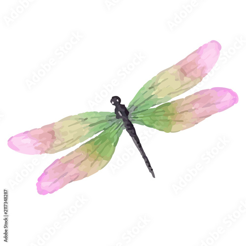 Watercolor dragonfly is posing on transparent canvas, with dark body and four green-to-pink wings