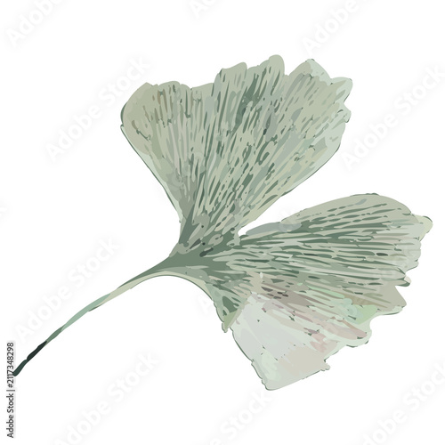 Canvas Print Stylized ginkgo leaf is being shown on transparent bg, with fan lobes, petiole,