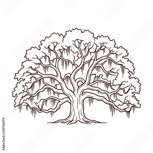 Southern Live Oak Tree with Spanish Moss - Hand Drawn Illustration