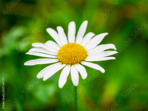 Quadro su tela A flower of a common daisy (Leucanthemum vulgare), photographed in Tremosine with intentional blurring