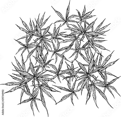 Hand drawn cannabis plant line art in botanical engraving style. Detailed hemp leaves and stem isolated on white background. Black ink contour illustration botanical design