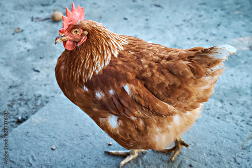 A large red hen with thick golden-brown feathers. The hen stands on the grayish ground, looking intently to the side, as if she has noticed something interesting.