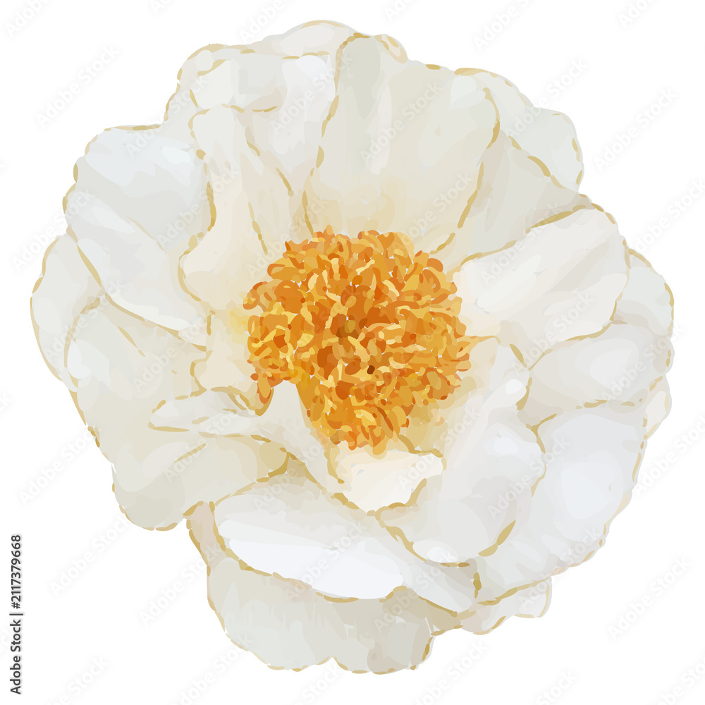 Obraz premium Painterly flower is showing cream peony bloom ruffled petals gold center transparent background