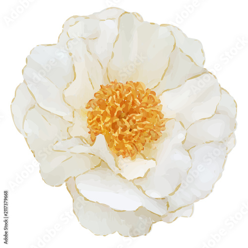 Painterly flower is showing cream peony bloom ruffled petals gold center transparent background