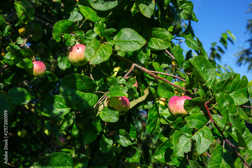 Fotografie Ripe apples hanging on a tree branch surrounded by lush green leaves