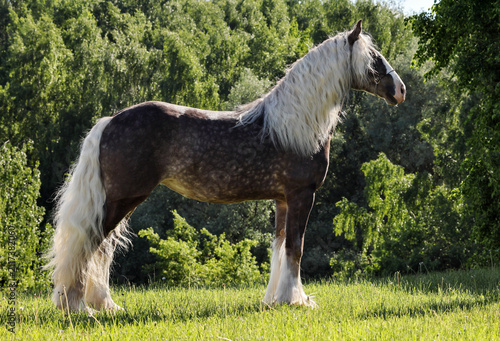 Tinker harness horse in summer green meadow 