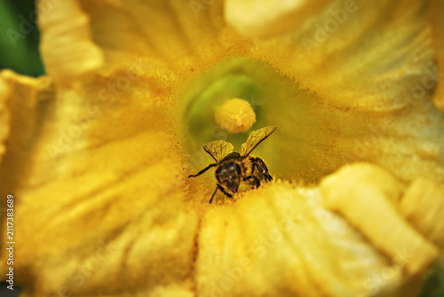 Macro of a honey bee collecting pollen inside a bright yellow pumpkin flower. Detail of the insect among the delicate petals in natural light. Selective focus