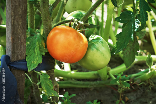 Close-up of a ripe orange tomato growing on the vine alongside green unripe tomatoes in a vegetable garden. Fresh organic tomatoes ripening naturally on the plant under sunlight.