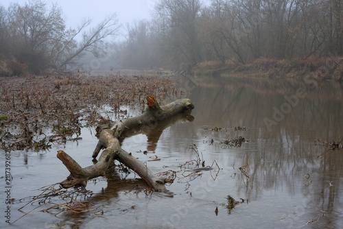 Wood log draft in shallows near shore after flood