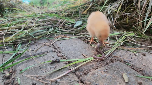 Chick Holding Earthworm beside Residential Community