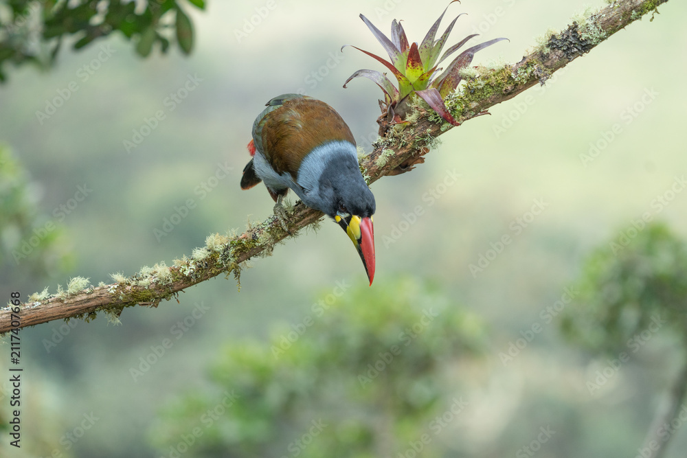 Fototapeta premium beautiful colored plate-billed mountain toucan (Andigena laminirostris) sitting n the branch very near in the cloud forest