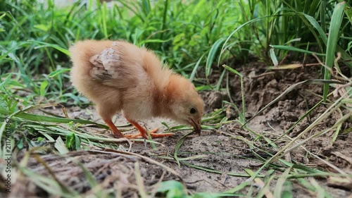 Chick Holding Earthworm beside Residential Community