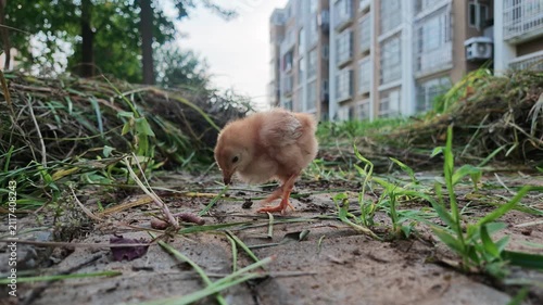 Chick Holding Earthworm beside Residential Community